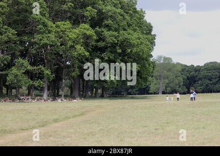 Dublin. 6 juin 2020. Les gens regardent un groupe de déers à Phoenix Park lors de la Journée mondiale de l'environnement à Dublin, Irlande, le 5 juin 2020. Crédit: Xinhua/Alay Live News Banque D'Images