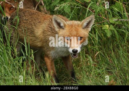 Un magnifique renard roux sauvage, Vulpes vulpes, chasse dans un pré.