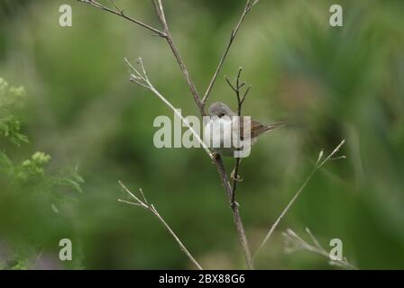 Une belle Whitethroat, Sylvia communis, perçant sur une plante morte. Banque D'Images