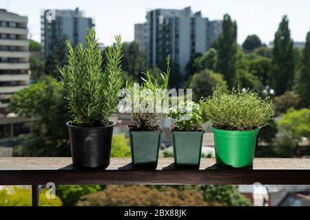 Pots de différentes plantes aromatiques dans la ville Banque D'Images