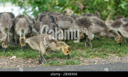 Rickmansworth, Royaume-Uni. 6 juin 2020. Météo au Royaume-Uni - une grosse espèce de pergotins de la Bernache du Canada (Branta canadensis) se nourrissant à l'aube à l'Aquadrome de Rickmansworth, dans le nord-ouest de Londres. La faune a prospéré en l'absence d'humains autour de leur environnement pendant le confinement continu du coronavirus. Credit: Stephen Chung / Alay Live News Banque D'Images