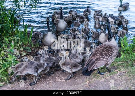 Rickmansworth, Royaume-Uni. 6 juin 2020. Météo au Royaume-Uni - une grosse pile inhabituellement importante de pergotins de la Bernache du Canada (Branta canadensis) viennent à terre pour se nourrir à l'aube à l'Aquadrome de Rickmansworth, dans le nord-ouest de Londres. La faune a prospéré en l'absence d'humains autour de leur environnement pendant le confinement continu du coronavirus. Credit: Stephen Chung / Alay Live News Banque D'Images