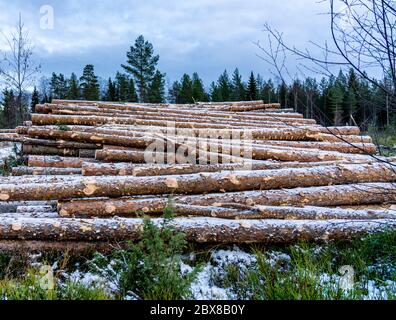 Vue latérale du bois commercial, des grumes de pin après une coupe nette de forêt dans le nord de la Suède. Petits boxers couverts de neige, nuageux avec hiver. Lappland, SC Banque D'Images