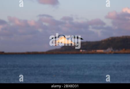 Weymouth, Royaume-Uni. 6 juin 2020. Le lever du soleil matinal illumine un mouette de Weymouth Bay. Banque D'Images