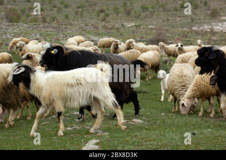 Chèvres et moutons. Le troupeau broutage est dans la nature. Banque D'Images