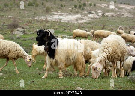 Chèvres et moutons. Le troupeau broutage est dans la nature. Banque D'Images