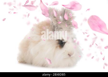 Anglais Angora en face de fond blanc Banque D'Images