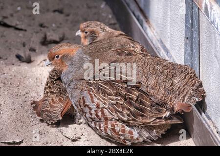 Deux cailles communes, Coturnix coturnix, oiseaux dans l'habitat naturel. Caille assise dans le sable. Banque D'Images