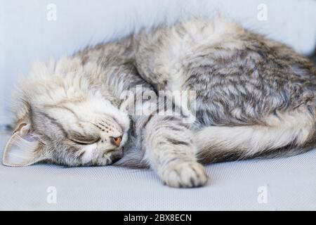 Le chat à poil long dort sur une chaise, de sexe féminin de race sibérienne Banque D'Images