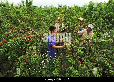 Jiaxing, province chinoise de Zhejiang. 5 juin 2020. Yu Yonghui (1er R), un spécialiste de la reproduction, présente à l'agriculteur Lin Hai la technique de culture productive des pêches dans une coopérative de Jiaxing, dans la province de Zhejiang, en Chine orientale, le 5 juin 2020. En mettant en place des coopératives de légumes et de fruits avec l'aide des sociétés d'ensemencement, les agriculteurs locaux de Jiaxing ont réalisé un boom élevé de la production et des revenus. Crédit : Tan Jin/Xinhua/Alay Live News Banque D'Images