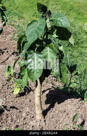 Arbre de tomate Solanum betaceum plante de Tamarillo Banque D'Images