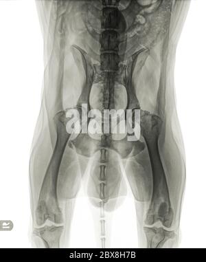 Radiographie d'un chien plus âgé présentant une dysplasie sévère de la hanche et une arthrose. La lettre R indique le côté droit du chien. Isolé sur blanc Banque D'Images