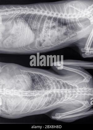 Chat Thorax X Ray Banque De Photographies Et D Images A Haute Resolution Alamy
