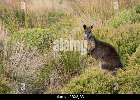 Wallaby se dresse sur ses pattes arrière dans un champ sur Phillip Island, en Australie Banque D'Images