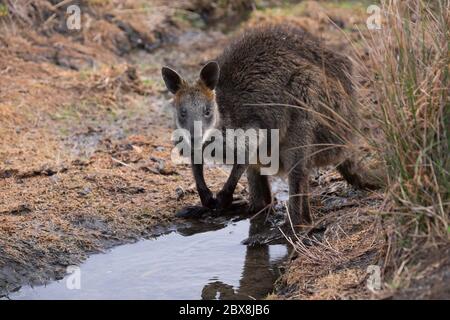 Wallaby se dresse sur ses pattes arrière, dans une piscine dans un champ de Phillip Island, en Australie Banque D'Images