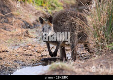 Wallaby se dresse sur ses pattes arrière, dans une piscine dans un champ de Phillip Island, en Australie Banque D'Images