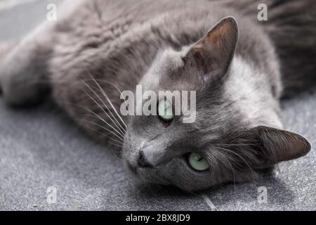 Chat Nebelung gris rare avec des yeux verts, allongé sur un sol carrelé Banque D'Images