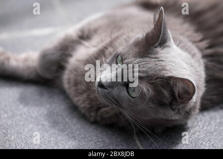 Chat Nebelung gris rare avec des yeux verts, allongé sur un sol carrelé Banque D'Images