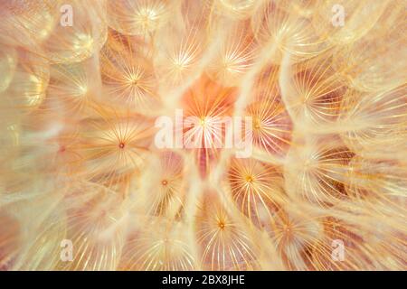 Fond rose fleur de pissenlit douce, macro photo. Banque D'Images