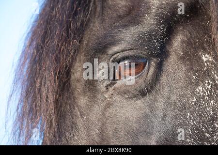 Côté gauche de la tête d'un cheval frison noir avec une manne et un œil marron. Il y a du sable dans la fourrure parce que l'animal roule dans une sandbox Banque D'Images