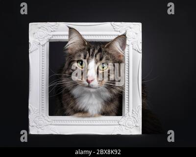 Majestueux jeune adulte noir tabby blatched Forestcat norvégien, assis avec la tête à travers le cadre photo blanc. Vous recherchez curieux directement à l'appareil photo avec y Banque D'Images