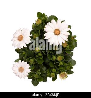Vue de dessus de l'usine blanche de pâquerettes espagnoles, isolée sur fond blanc Banque D'Images
