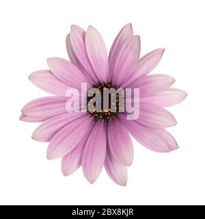 Vue de dessus de rose unique fleur espagnole de Daisy, isolée sur fond blanc Banque D'Images