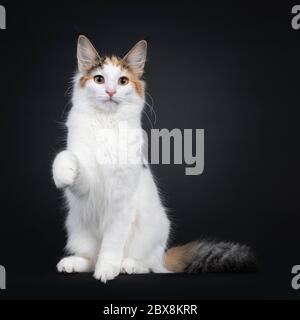 Mignon jeune chat de Forestcat norvégien, assis face à l'avant. Regarder directement l'objectif. Queue molletonnée sur le corps et une patte jouée dans l'air. Isolé sur bl Banque D'Images