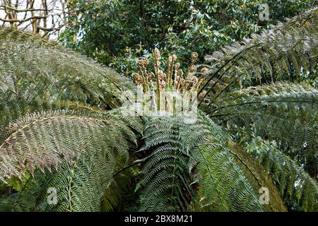 Fougère d'arbre (Dicksonia antarctique), Trewidden Garden, Penzance, Cornwall, Angleterre, Royaume-Uni Banque D'Images