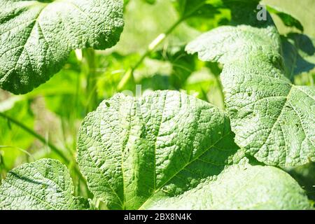 Feuilles de terrier vertes poussant dans un jardin ensoleillé d'été, à proximité. Banque D'Images