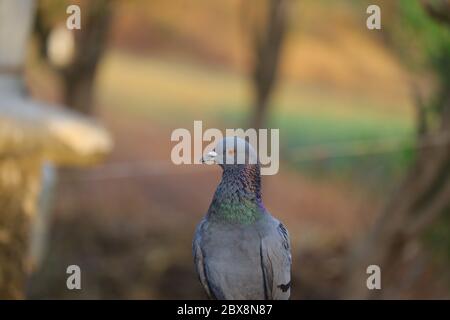 vue avant de l'image ultra hd de pigeon, oiseau de pigeon Banque D'Images