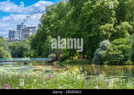 Royaume-Uni, Angleterre, Londres, Westminster St. James’s Park. Jardins fleuris printaniers dans le parc royal avec le London Eye et des bâtiments sur Whitehall Banque D'Images