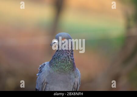 photographie de pigeon vue de face, image de jeune oiseau, pigeon de roche. Banque D'Images