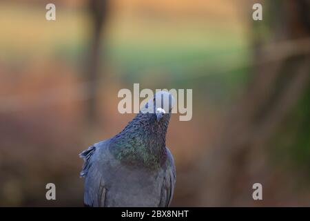 image hd de pigeon vue de face, photographie d'oiseaux de pigeon gratuite Banque D'Images