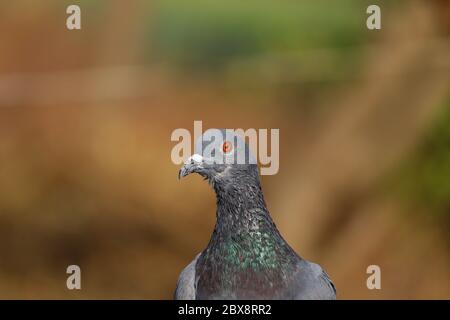 Image pigeon libre de droit, fond Full HD, pigeon Bird Banque D'Images