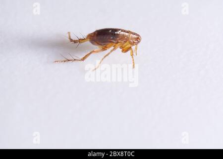 Super macro gros plan de puce brune, ambre, Siphonaptera. Il survit comme parasite externe des mammifères et des oiseaux Banque D'Images