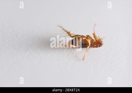 Super macro gros plan de puce brune, ambre, Siphonaptera se posant sur le dos. Il survit comme parasite externe des mammifères et des oiseaux Banque D'Images