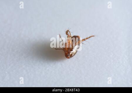 Super macro gros plan de puce brune, ambre, Siphonaptera se posant sur le dos. Il survit comme parasite externe des mammifères et des oiseaux Banque D'Images