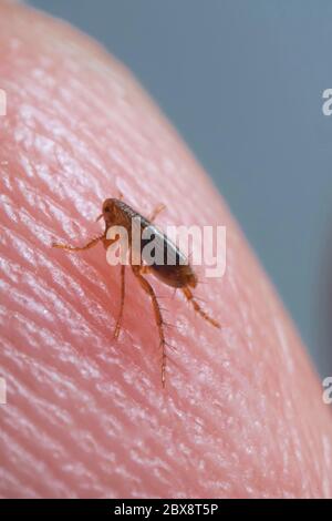 Super macro gros plan de puce brune, couleur ambre, Siphonaptera sur la peau humaine. Il survit comme parasite externe des mammifères et des oiseaux. Banque D'Images