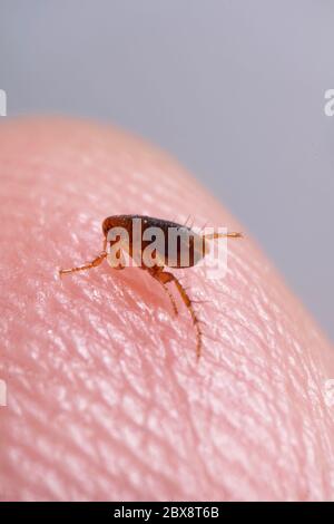 Super macro gros plan de puce brune, couleur ambre, Siphonaptera sur la peau humaine. Il survit comme parasite externe des mammifères et des oiseaux. Banque D'Images