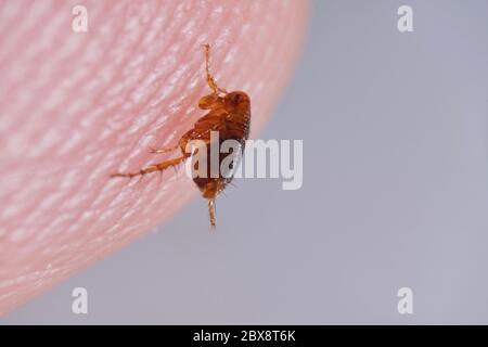 Super macro gros plan de puce brune, couleur ambre, Siphonaptera sur la peau humaine. Il survit comme parasite externe des mammifères et des oiseaux. Banque D'Images