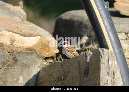 image jeune moineau libre de droit, sparrow bird Banque D'Images