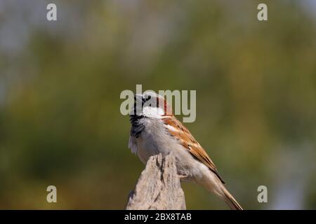 Image Sparrow Bird , Sparrow libre de droit, HD Banque D'Images