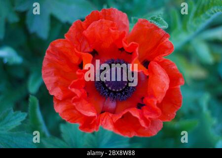 Belle image de coquelicot rouge sur fond de feuillage vert et verdoyant Banque D'Images