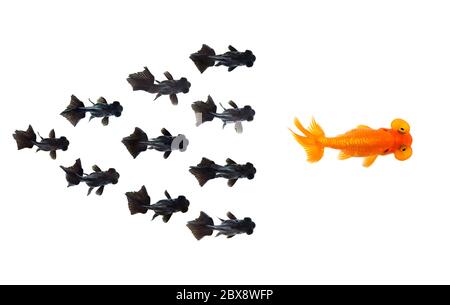 Groupe de petits poissons rouges noirs suivant le poisson rouge le leader isolé sur fond blanc montrant le succès de l'individualité du leader ou le concept de motivation. B Banque D'Images