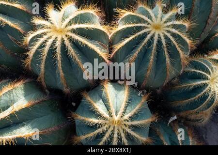 Cactus sur le terrain de sable. Vue de dessus. Gros plan Banque D'Images
