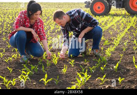 Les jeunes agriculteurs qui ont examiné la question ont planté de jeunes maïs au printemps Banque D'Images