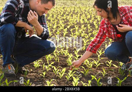 Les jeunes agriculteurs qui ont examiné la question ont planté de jeunes maïs au printemps Banque D'Images