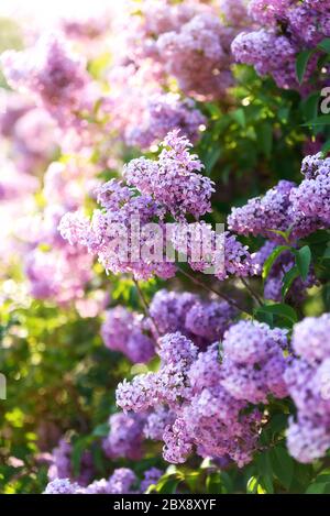Fleurs printanières de lilas Banque D'Images