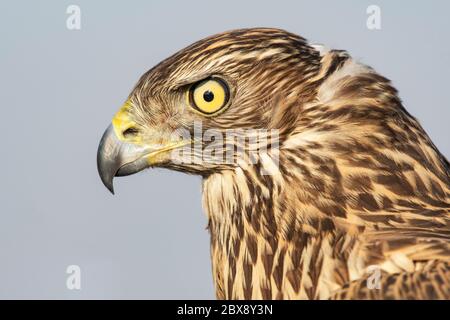 Les oiseaux de proie tête jeune goshawk du nord, Accipiter gentilis, gros plan. Banque D'Images